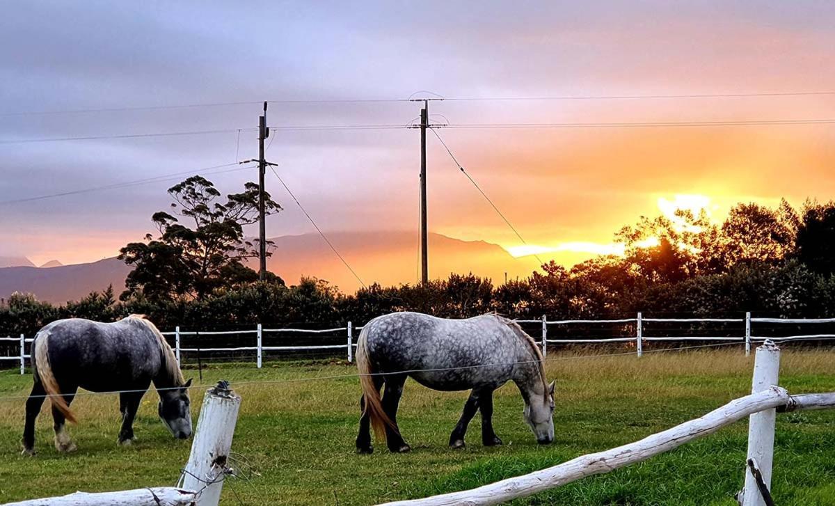 Outeniqua Moon Percheron Stud Farm Ruiterbos Zewnętrze zdjęcie