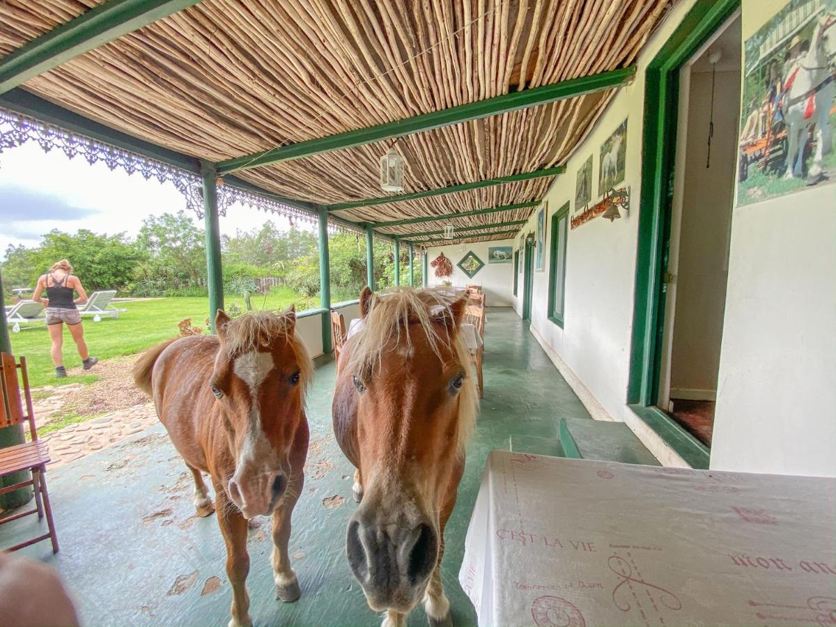 Outeniqua Moon Percheron Stud Farm Ruiterbos Zewnętrze zdjęcie